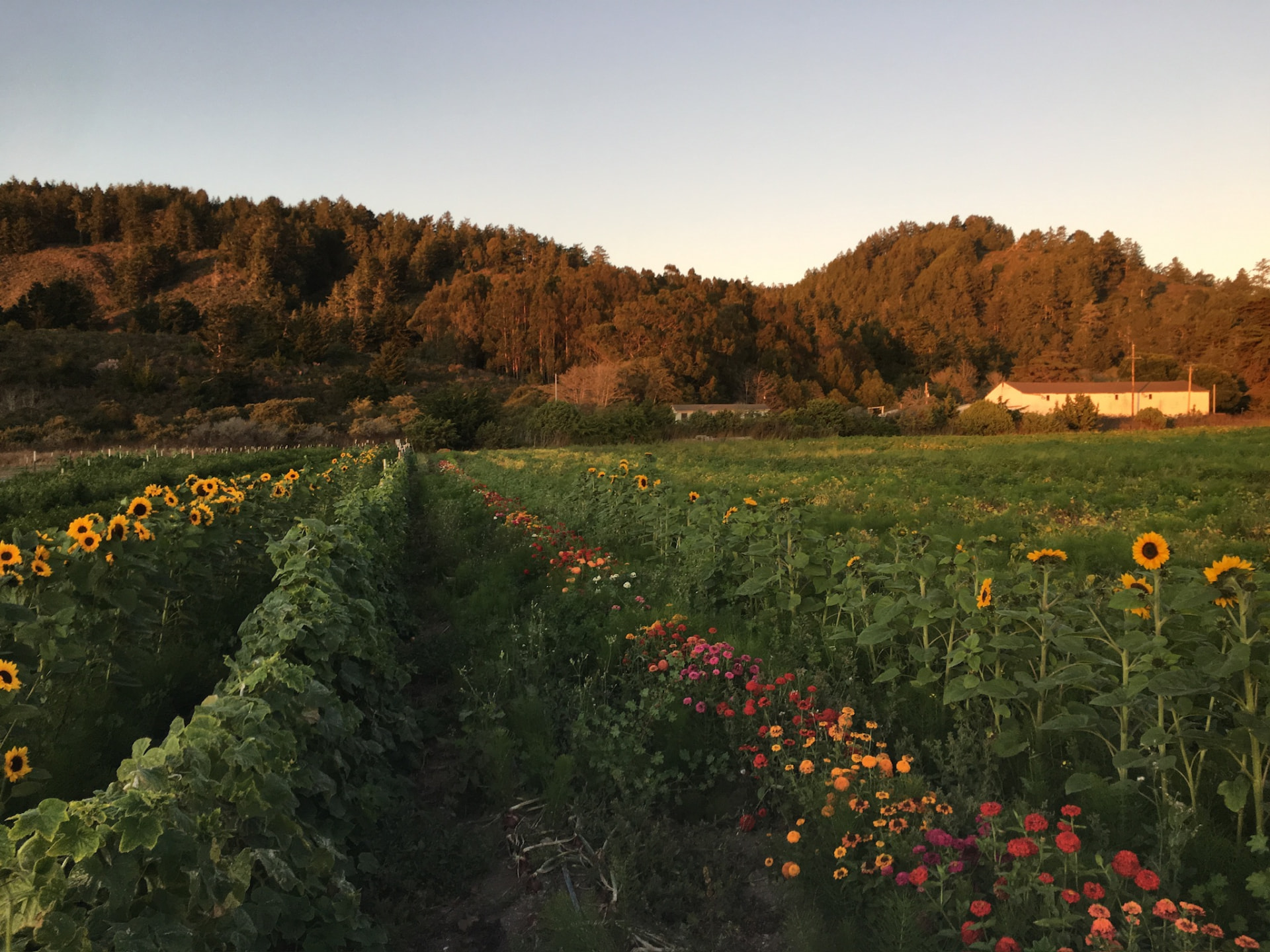 Organic farm rows at golden hour